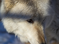 Arctic Wolf 050